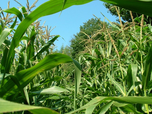 A "scary" version of the movie or just more "corn"?